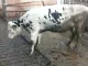 Koe in stront