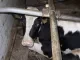 Koe in stal met tralies