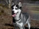 Siberische husky