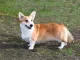 Welsh corgi pembroke