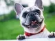 Franse Bulldog