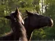 Paarden in bos