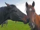 Paarden samen in de wei