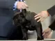 Bulldog hondenshow