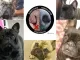 Compilatie neuzen