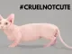 Cruelnotcute