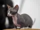 Designer cat