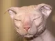 Designercat