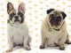 Franse Bulldog en Mopshond