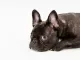 Franse Bulldog