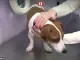 Hondje na operatie