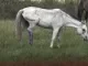 Mager paard