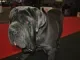 Mastino Napolitano