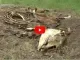 Paard skelet
