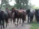 Paarden