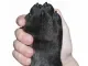 Paw