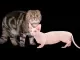 Scottisch Fold en Bambino Sphynx
