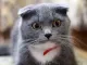 Scottish Fold