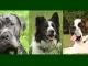 Sint Bernard, Border Collie of Cana Corso