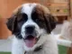 Sint Bernard pup