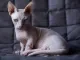 Bambino Sphynx