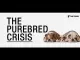 The Purebred Crisis