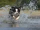 Bordercollie