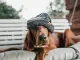 Hond met muts op