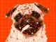 Saving the pug