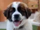 Sint Bernard pup