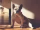Franse buldog