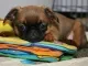 een puppy