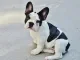 Franse buldog