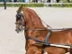 paard met tuig