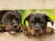 puppy's