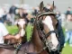 tuigpaard zonder tastharen