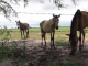 verwaarloosde paarden in Argentinië