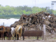 Argentijnse paarden voor een stapel karkassen