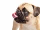 Coolblue maakt geen reclame meer met kortsnuitige honden