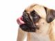 Coolblue maakt geen reclame meer met kortsnuitige honden