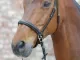 Paarden ervaren aanzienlijk minder pijn wanneer ze worden bereden met een hoofdstel zonder bit.