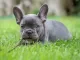 blue french bulldog
