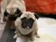 Fokkers van kortsnuitige honden krijgen vrij spel tijdens coronacrisis