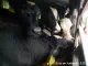 kalveren in truck