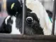Kalf oog