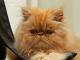 Perzische kat met extreem korte snuit