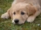 Golden retriever pup