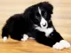 bordercolliepup