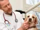 dierenarts onderzoekt hond