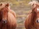 Paarden IJsland